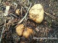 Rhizopogon luteolus-amf1611-1